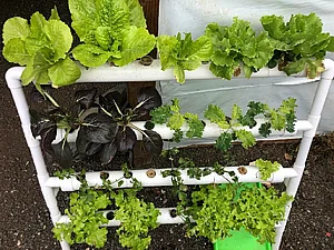 מערכת הידרופונית 36 שתילים מערכת הידרופונית 36 שתילים