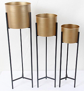 שלישיית עציצונים בגוון שחור ורגלי זהב שלישיית עציצונים בגוון שחור ורגלי זהב